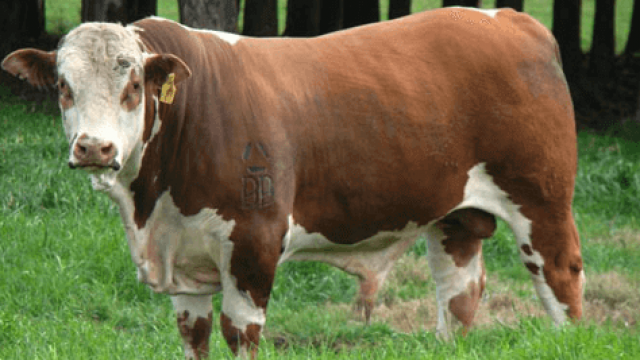 🌽💉 rolão de milho no cocho, erro na aplicação de remédio… e a pecuária ficou mais exigente – Noticias 14/01/2026