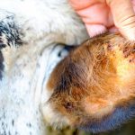 Pecuária em alta, custo no limite, dieta no ajuste… e até o carrapato entrando na conta - Notícias 28/01/2026 Pecuária em alta, custo no limite, dieta no ajuste… e até o carrapato entrando na conta - Notícias 28/01/2026