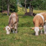 🐂 Segurar ou descartar? Exportação bate recorde, milho muda a conta… e o pasto decide o ritmo - Noticias 11/02/2026