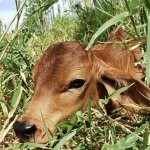 : 💰🐂 Bezerro valorizou, suplementação nas águas acelera ganho… e a desmama exige atenção. Noticias - 25/02/2026 : 💰🐂 Bezerro valorizou, suplementação nas águas acelera ganho… e a desmama exige atenção. Noticias - 25/02/2026