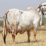 🐄💸 Bezerro leve custa caro, decisão muda com dado, vaca aperta na cria e novilha trava no cio - notícias 18/03/2026