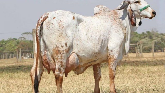 🐄💸 Bezerro leve custa caro, decisão muda com dado, vaca aperta na cria e novilha trava no cio – notícias 18/03/2026