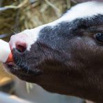 💰Fósforo baixo, Confinamento segue firme, Boi gordo bate recorde e muito mais! Notícias 08/04/2026 💰Fósforo baixo, Confinamento segue firme, Boi gordo bate recorde e muito mais! Notícias 08/04/2026