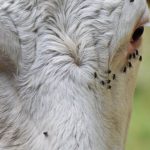 🪰 Mosca, seca e mercado — O que já está mudando na pecuária - Notícias 22/04/2026