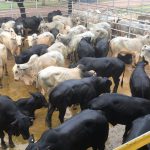 🐂📊 BOI EM BAIXA, SILAGEM EM ALERTA E O GANHO NA CORDA BAMBA - Notícias 06/05/2026