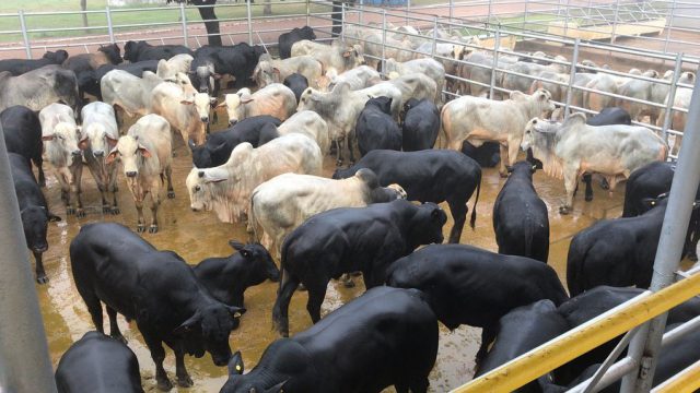 🐂📊 BOI EM BAIXA, SILAGEM EM ALERTA E O GANHO NA CORDA BAMBA – Notícias 06/05/2026