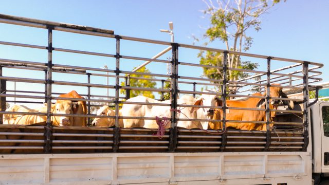 🐂📊 MAIS GANHO NO PASTO, MAIS PRESSÃO NO MANEJO E A CHINA PUXANDO O MERCADO – Notícia 13/05/2026