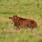 🌎 TECNOLOGIA, NUTRIÇÃO E PASTO NO CENTRO DA PECUÁRIA MODERNA - Notícias 17/06/2026