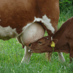 🌽🐂 SILAGEM, RECRIA E PASTO: ONDE ESTÃO AS ARROBAS QUE FALTAM - notícias 11/06/2026