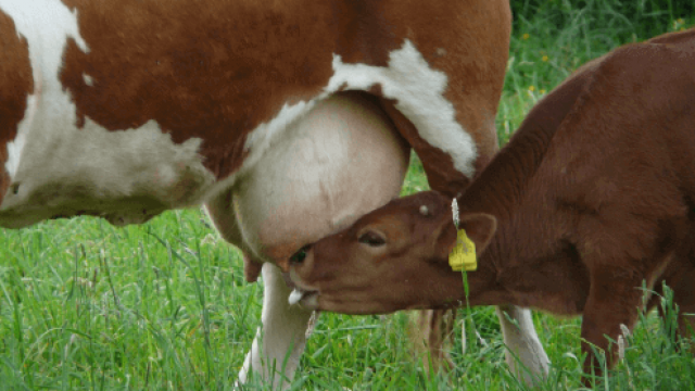 🌽🐂 SILAGEM, RECRIA E PASTO: ONDE ESTÃO AS ARROBAS QUE FALTAM – notícias 11/06/2026