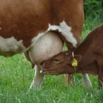 🌽🐂 SILAGEM, RECRIA E PASTO: ONDE ESTÃO AS ARROBAS QUE FALTAM - notícias 11/06/2026