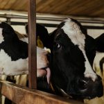 🌦️🐂 CLIMA INCERTO, PASTO CERTO E MENOS ERROS NA FAZENDA - Notícias 24/06/2026