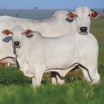🐂 Rastreabilidade, suplementação e confinamento: o que está acelerando a pecuária brasileira - Notícias 29/07/2026