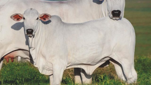 🐂 Rastreabilidade, suplementação e confinamento: o que está acelerando a pecuária brasileira – Notícias 29/07/2026