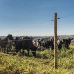🌱 ALTURA DO PASTO, DOENÇAS RESPIRATÓRIAS E MAIS EFICIÊNCIA NA FAZENDA - Notícias 01/07/2026