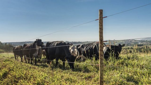 🌱 ALTURA DO PASTO, DOENÇAS RESPIRATÓRIAS E MAIS EFICIÊNCIA NA FAZENDA – Notícias 01/07/2026