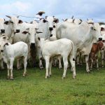 🇨🇳 BRASIL CHEGA A 90% DA COTA CHINESA, SUPLEMENTAÇÃO GANHA ATENÇÃO E MENOR OFERTA PODE SUSTENTAR A ARROBA - Notícia 12/08/2026