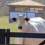 🐂 SELEÇÃO DO NELORE ENTRA NA CONTA, ÁGIO APERTA A REPOSIÇÃO, DRONE MEDE O PASTO E SORGO EXIGE ATENÇÃO NO COCHO - Notícias 16/09