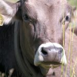 💧 ÁGUA DO GADO PREOCUPA, TIP CHEGA A 10 BOIS POR HECTARE, LEITE SOFRE PRESSÃO E COTA DA CHINA ESGOTA - Notícias 07/10/2026
