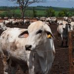 🌦️ El Niño exige preparo, recria pede suplemento ajustado, manejo tranquilo reduz riscos e TIP começa pela avaliação do pasto - Notícias 21/10/2026
