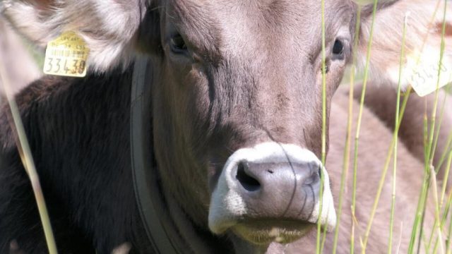 💧 ÁGUA DO GADO PREOCUPA, TIP CHEGA A 10 BOIS POR HECTARE, LEITE SOFRE PRESSÃO E COTA DA CHINA ESGOTA – Notícias 07/10/2026