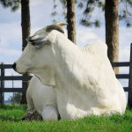 🌦️ El Niño ameaça o pasto, capim de qualidade reduz gasto com ração, genética busca tolerância ao calor e Dunamis é alternativa à braquiarinha - Notícias 13-10-2026