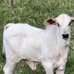 🕷️ CARRAPATO PREOCUPA 7 EM CADA 10 PECUARISTAS, MOSCA AVANÇA NO PASTO, BEZERRO LEITEIRO EXIGE CUIDADO E PASTO DEGRADADO SE RECUPERA MAIS RÁPIDO - Notícias 30/09/2026